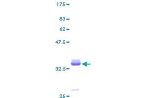PPY Protein (AA 1-95) (GST tag)