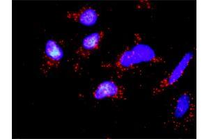 Proximity Ligation Analysis of protein-protein interactions between OCLN and CSNK1E. (Occludin 抗体  (AA 1-522))