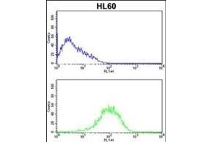 Flow Cytometry (FACS) image for anti-Proteasome (Prosome, Macropain) Subunit, beta Type, 9 (Large Multifunctional Peptidase 2) (PSMB9) (AA 193-219), (C-Term) antibody (ABIN652496)
