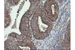Image no. 2 for anti-Cytochrome C Oxidase Subunit VIc (COX6C) antibody (ABIN1497586) (COX6C 抗体)