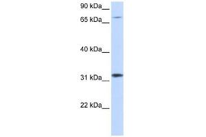 ZNF799 antibody used at 1. (ZNF799 抗体  (Middle Region))
