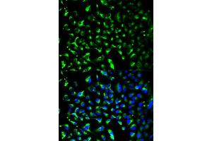 Immunofluorescence (IF) image for anti-Prohibitin (PHB) (AA 73-272) antibody (ABIN6145523)