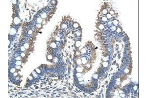 Image no. 1 for anti-Ring Finger Protein 121 (RNF121) (AA 101-150) antibody (ABIN203520) (RNF121 抗体  (AA 101-150))