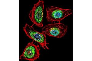 Fluorescent confocal image of Hela cell stained with ENOA Antibody (N-term) (ABIN389406 and ABIN2839494). (ENO1 抗体  (N-Term))