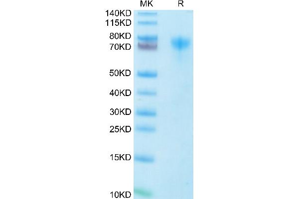 LILRA1 Protein (AA 17-461) (His-Avi Tag)