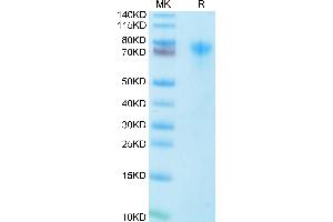 LILRA1 Protein (AA 17-461) (His-Avi Tag)