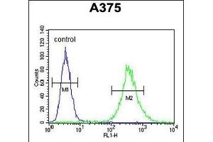 ZCCHC17 Antibody (Center) (ABIN654970 and ABIN2844608) flow cytometric analysis of  cells (right histogram) compared to a negative control cell (left histogram). (ZCCHC17 抗体  (AA 159-187))