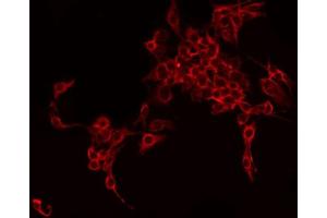 ABIN6275903 staining HepG2 by IF/ICC. (Follistatin 抗体  (Internal Region))