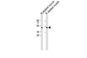All lanes : Anti-HYAL4 Antibody (Center) at 1:2000 dilution Lane 1: Mouse skeletal muscle lysate Lane 2: Rat skeletal muscle lysate Lysates/proteins at 20 μg per lane. (HYAL4 抗体  (AA 143-172))