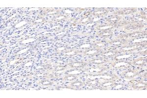 Detection of LEP in Canine Kidney Tissue using Polyclonal Antibody to Leptin (LEP) (Leptin 抗体  (AA 22-167))