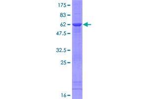 EIF6 Protein (AA 1-245) (GST tag)