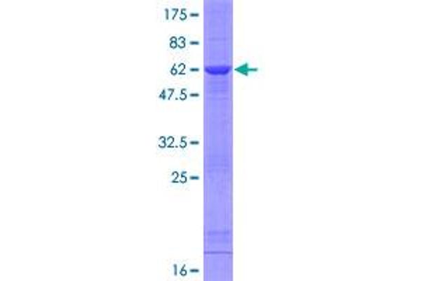 EIF6 Protein (AA 1-245) (GST tag)