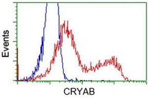 Image no. 3 for anti-Crystallin, alpha B (CRYAB) antibody (ABIN1497646) (CRYAB 抗体)