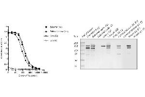 Image no. 1 for anti-Vitellogenin (VTG) antibody (ABIN123820) (Vitellogenin 抗体)