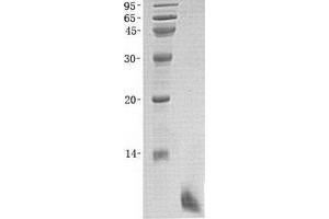 Validation with Western Blot (Defensin beta 4 Protein (DEFB4))
