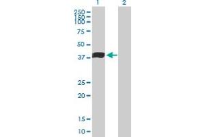 Western Blot analysis of MFGE8 expression in transfected 293T cell line by MFGE8 MaxPab polyclonal antibody. (MFGE8 抗体  (AA 1-387))