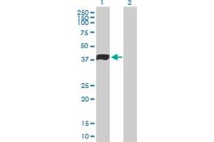 Western Blot analysis of MFGE8 expression in transfected 293T cell line by MFGE8 MaxPab polyclonal antibody.