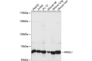 Western blot analysis of extracts of various cell lines using NFE2L1 Polyclonal Antibody at dilution of 1:1000. (NFE2L1 抗体)