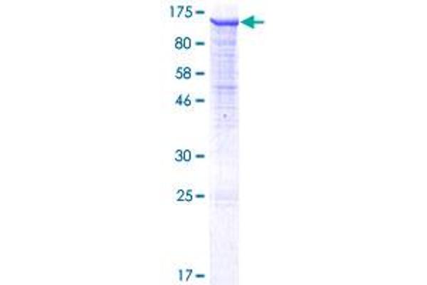 PCDHGB2 Protein (AA 1-811) (GST tag)