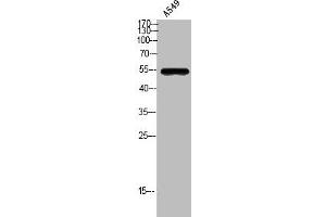 Western Blot analysis of A549 cells using GPR172A Polyclonal Antibody (GPR172A 抗体  (Internal Region))