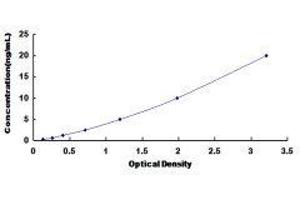 ELISA image for Calcium Channel, Voltage-Dependent, L Type, alpha 1S Subunit (CACNA1S) ELISA Kit (ABIN428230)