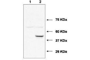 Western blot using  affinity purified anti-Ube2j1 antibody shows detection of Ube2j1 in 293 cells over-expressing Myc-Ube2j1 (Lane 2). (UBE2J1 抗体  (N-Term))