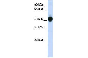 GPR18 antibody (70R-10503) used at 0.