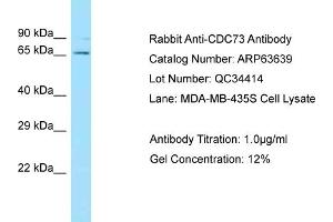 Western Blotting (WB) image for anti-Parafibromin (CDC73) (C-Term) antibody (ABIN2789576) (HRPT2 抗体  (C-Term))