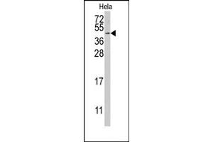 Image no. 1 for anti-Replication Factor C (Activator 1) 5, 36.5kDa (RFC5) (Middle Region) antibody (ABIN357979)