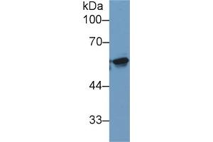 Western Blotting (WB) image for anti-Karyopherin alpha 2 (RAG Cohort 1, Importin alpha 1) (KPNA2) (AA 157-412) antibody (ABIN7427135)