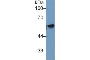 Detection of KPNa2 in Human 293T cell lysate using Monoclonal Antibody to Karyopherin Alpha 2 (KPNa2) (KPNA2 抗体  (AA 157-412))