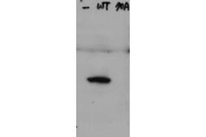Image no. 1 for anti-HAUS Augmin-Like Complex, Subunit 8 (HAUS8) (pSer70) antibody (ABIN1101969) (NYS48/HAUS8 抗体  (pSer70))