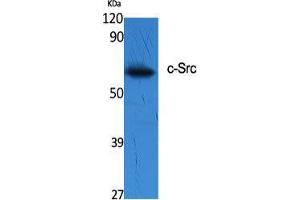 Western Blot (WB) analysis of specific cells using c-Src Polyclonal Antibody. (Src 抗体  (Tyr1141))