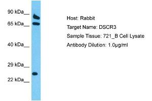 Host: Rabbit Target Name: DSCR3 Sample Tissue: Human 721_B Whole Cell Antibody Dilution: 1ug/ml (DSCR3 抗体  (Middle Region))