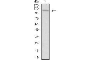 Western Blotting (WB) image for anti-tyrosine Kinase with Immunoglobulin-Like and EGF-Like Domains 1 (TIE1) (AA 385-607) antibody (ABIN2683016)