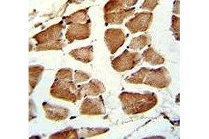 IHC analysis of FFPE human skeletal muscle stained with TAZ antibody (TAZ 抗体  (AA 32-60))