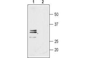 Western Blotting (WB) image for anti-Aquaporin 9 (AQP9) (AA 4-19), (Intracellular) antibody (ABIN7042945)