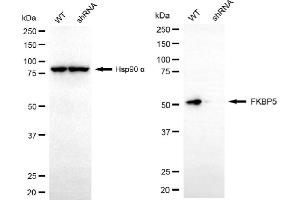 Western blotting analysis using FKBP5 antibody (ABIN7798625). (Recombinant FKBP5 抗体)