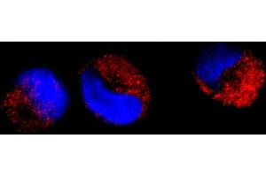 Immunofluorescence (IF) image for anti-C-Abl Oncogene 1, Non-Receptor tyrosine Kinase (ABL1) (AA 850-900) antibody (ABIN7448914) (ABL1 抗体  (AA 850-900))