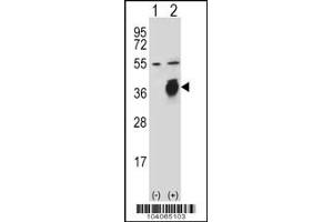 Western blot analysis of PLAUR using rabbit polyclonal PLAUR Antibody (W151) using 293 cell lysates (2 ug/lane) either nontransfected (Lane 1) or transiently transfected (Lane 2) with the PLAUR gene. (PLAU 抗体  (AA 136-166))