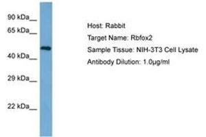 Image no. 1 for anti-RNA Binding Motif Protein 9 (RBM9) (AA 32-81) antibody (ABIN6750288) (RBM9 抗体  (AA 32-81))