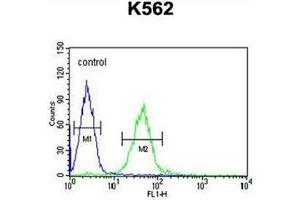 Flow cytometric analysis of K562 cells using GTPBP2 antibody (C-term) Cat. (GTPBP2 抗体  (C-Term))