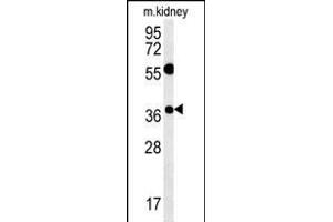 TSN3 Antibody (Center) (ABIN651749 and ABIN2840386) western blot analysis in mouse kidney tissue lysates (15 μg/lane). (Tetraspanin 3 抗体  (AA 90-117))