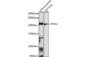 Western blot analysis of extracts of various cell lines, using ITG antibody (6054) at 1:1000 dilution. (Integrin alpha 1 抗体  (AA 700-800))