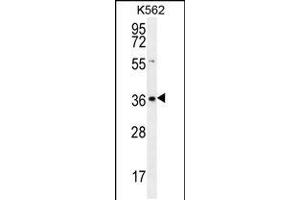 Western blot analysis in K562 cell line lysates (35ug/lane). (SLC25A31 抗体  (AA 139-167))