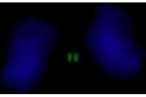 Immunofluorescence (IF) image for anti-Inner Centromere Protein Antigens 135/155kDa (INCENP) (AA 325-400) antibody (ABIN7448389)
