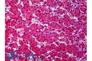 Immunohistochemistry (IHC) image for anti-Potassium Intermediate/small Conductance Calcium-Activated Channel, Subfamily N, Member 4 (KCNN4) (Internal Region) antibody (ABIN6391378)