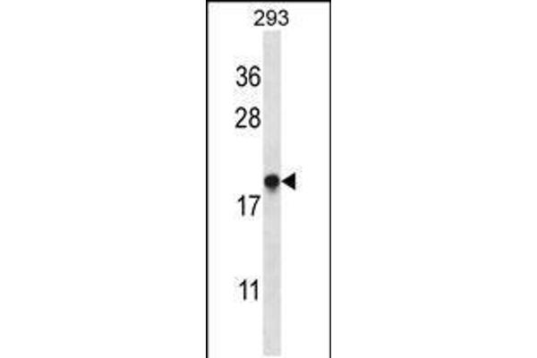 EMC4 antibody  (N-Term)