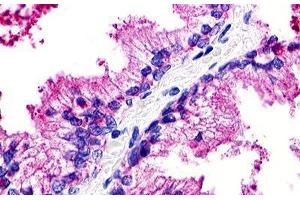 Image no. 1 for anti-G Protein-Coupled Receptor 25 (GPR25) (N-Term) antibody (ABIN1048783) (GPR25 抗体  (N-Term))