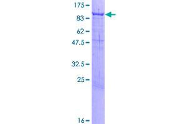 PCDHB12 Protein (AA 1-795) (GST tag)